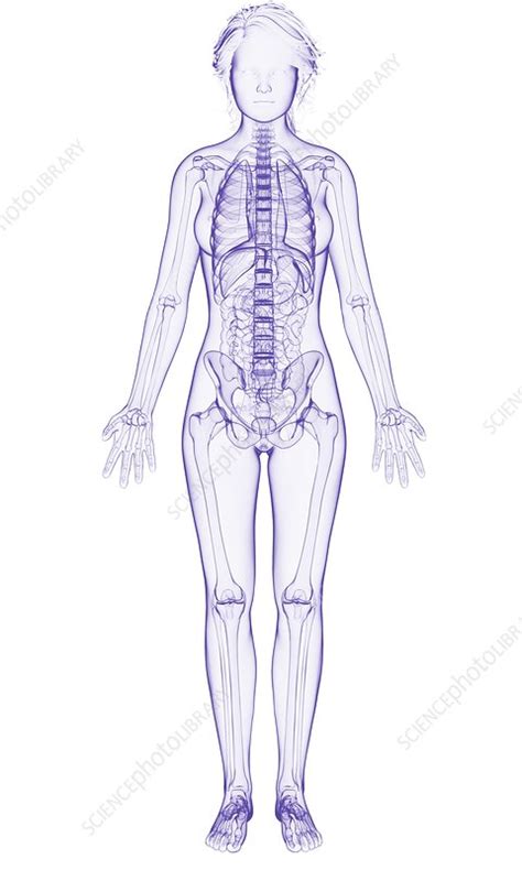 Image result for Female Skeleton for Drawing