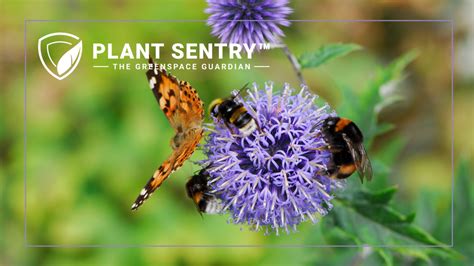 Pollinator Week 2021 California ପାଇଁ ପ୍ରତିଛବି ଫଳାଫଳ