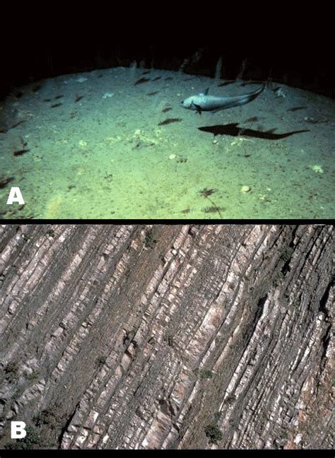 Image result for Soil of Deep Sea