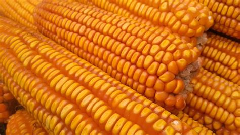 Corns に対する画像結果