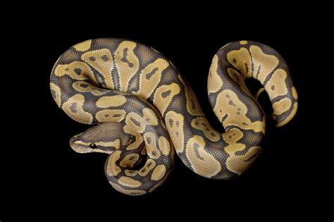 Image result for True Ghost Ball Python