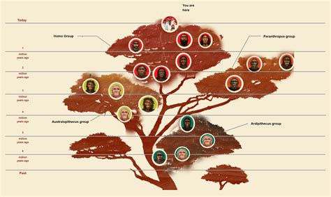 Image result for Human Evolution Tree Chart
