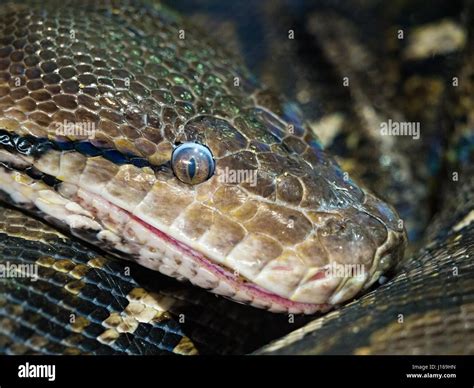 Image result for Python Side Eye