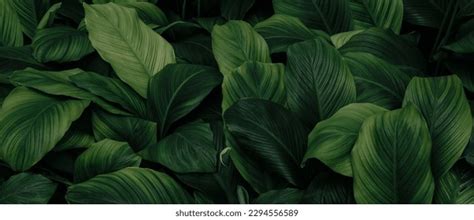 Image result for Leaf Green Color Code