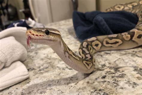 Image result for Cute Ball Python Front View
