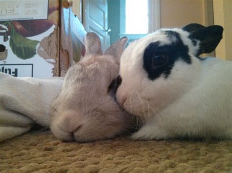 Afbeeldingsresultaten voor Custom Microsoft Word Headers to Input Logo