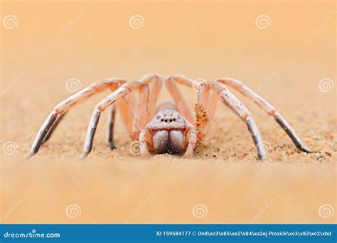 Desert Wheel Spider に対する画像結果
