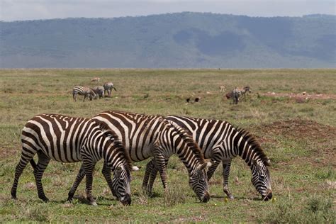 Image result for Zebras Reproduction