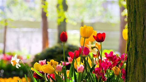 Image result for Windows Spring Screensaver