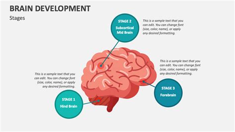 Image result for Brain Development Model