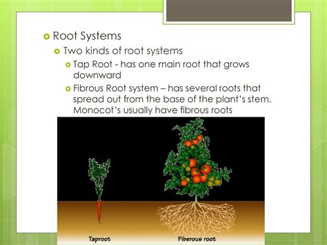 Image result for Root System