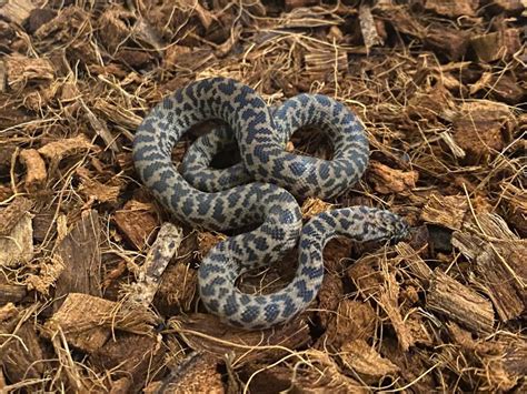 Full-Grown Spotted Python に対する画像結果