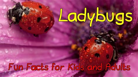 Image result for Ladybug Fun Facts for Kids