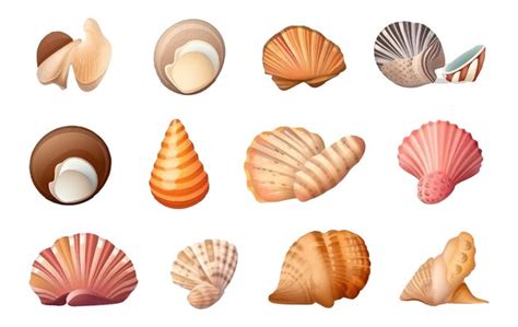 Image result for Types of Shells Vector