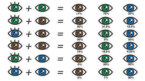 Image result for Eye Color Probability Chart