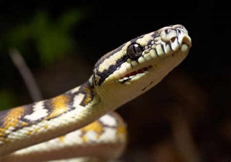 Toradh íomhá ar Python Snake Darwin