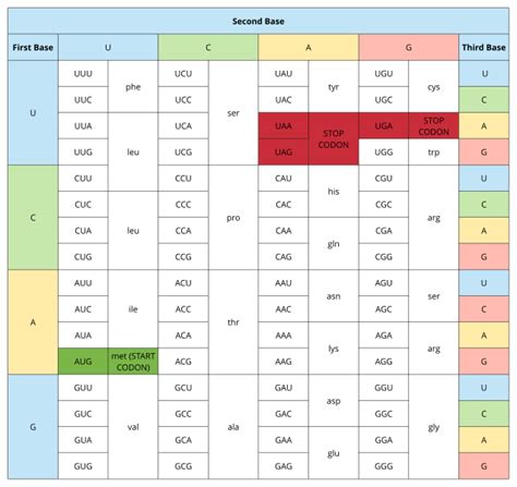 Codon Table Square に対する画像結果