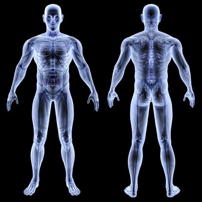 Image result for Body Types Explained