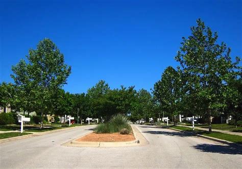 Afbeeldingsresultaten voor Fast Growing Trees for Arizona