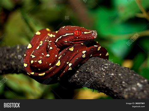 Image result for Red Green Tree Python