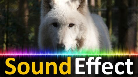 Image result for Wolves Howling Audio