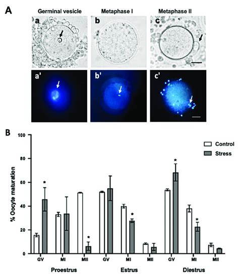 Image result for Afbeelding Oocyte Maturation