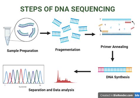 DNA Sequencing Steps に対する画像結果