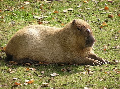 Capybara with Human Teeth에 대한 이미지 결과