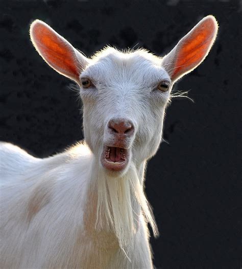 Image result for Goat Calling