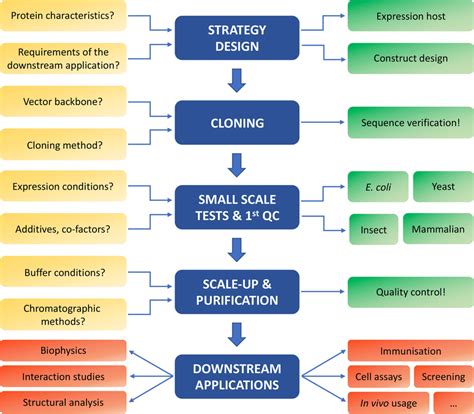 Image result for Protein Maturation Process