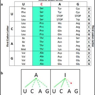 Image result for Human Codon