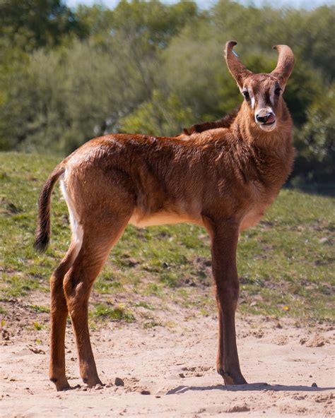 Chester Zoo Live Stream に対する画像結果