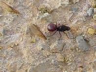 Image result for Beground Bitu