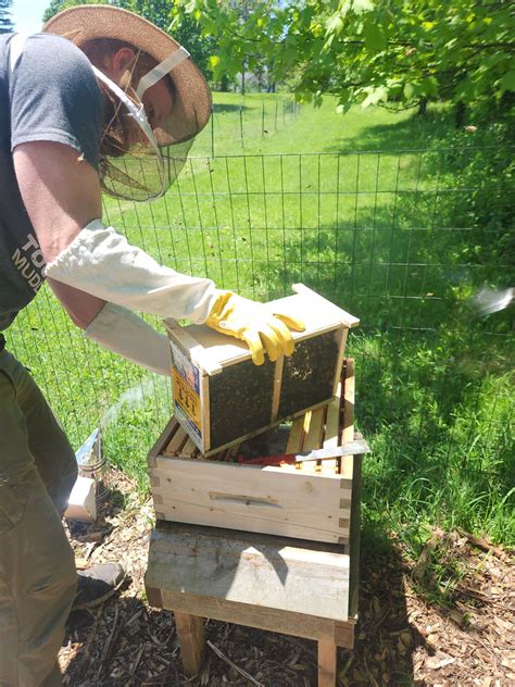 Installing New Bees に対する画像結果