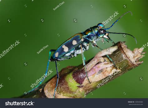 Image result for Python Tiger Beetle