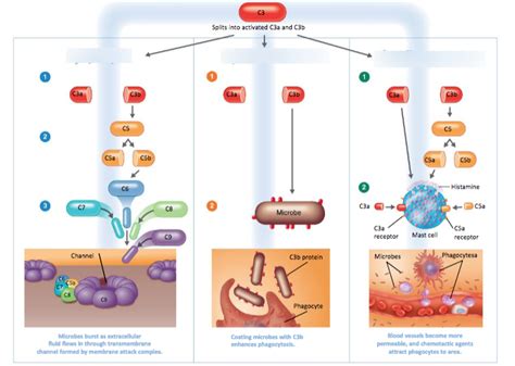 Image result for The Complement System Concept Map