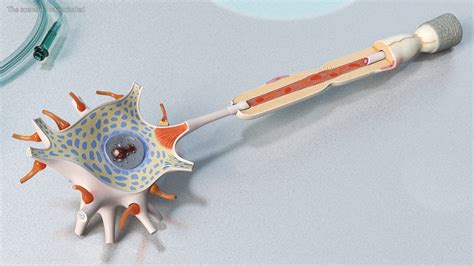 Afbeeldingsresultaten voor Human Neuron Model