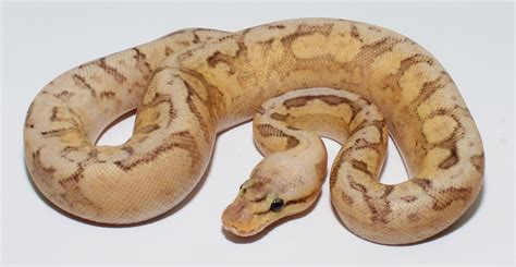 Image result for Spider Freeway Ball Python