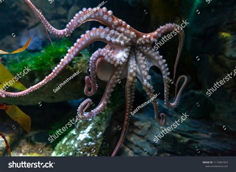 Image result for Octopus Siphon
