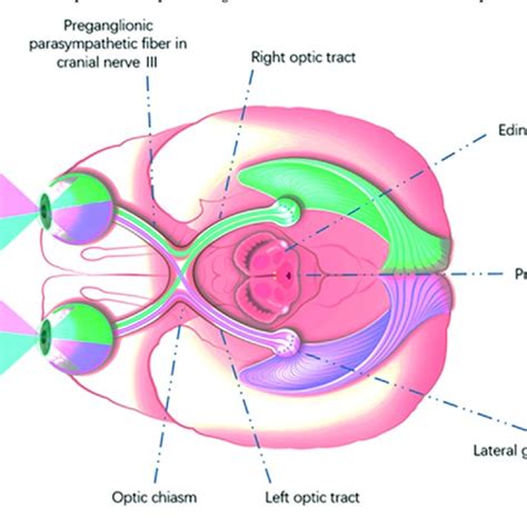Afbeeldingsresultaten voor Visual Processing System