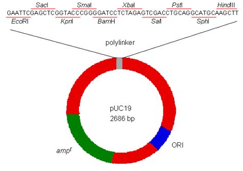 Image result for Vectors Mathematics IGCSE