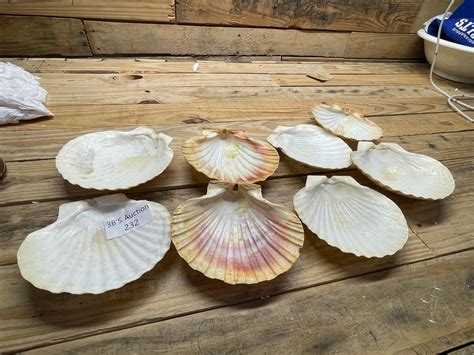 Toradh íomhá ar Large Sea Shells