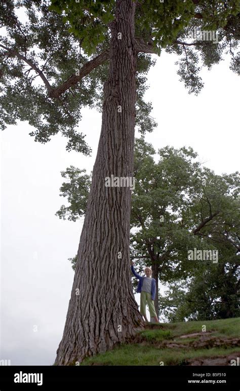 Oal Tree Next to a Human に対する画像結果