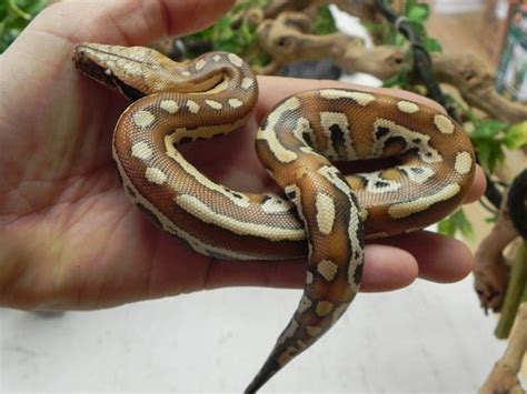 Image result for High Red Blood Python