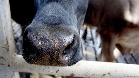 Image result for Computer Analysis Cow