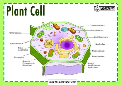 Afbeeldingsresultaten voor Basic Plant Cell Structure