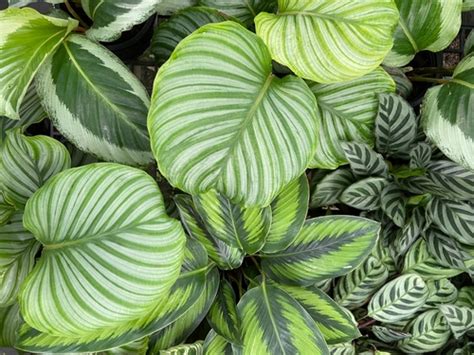 Image result for Plant Ikland Breeding Chart