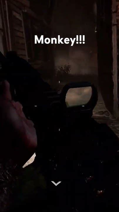 Monkey Cod に対する画像結果