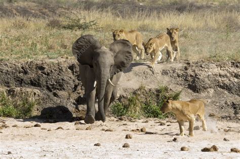Afbeeldingsresultaten voor Lions Hunting in the Wild