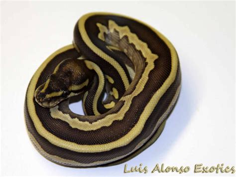 Afbeeldingsresultaten voor Leopard Lesser Ball Python